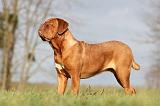 DOGUE DE BORDEAUX 134